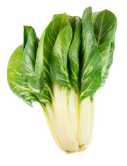 Isolated Chard