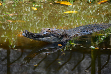 False gharial