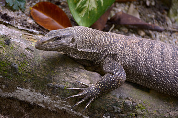 Clouded monitor lizard