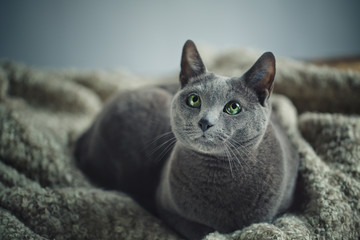 Russian Blue Cat Portrait