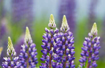 Lupin flowers