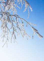 Snow covered branch of birch 