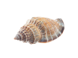 Small shell as is
