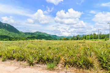 pineapple farm