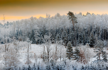 Piękny Dziki Zimowy Las