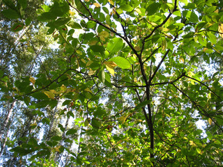 green leaves and branches of a tree
