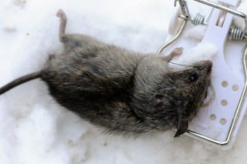death mouse in trap