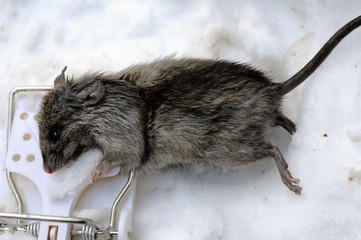 death mouse in trap