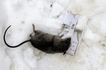 death mouse in trap