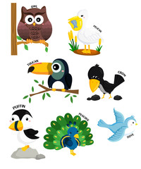 bird vector set