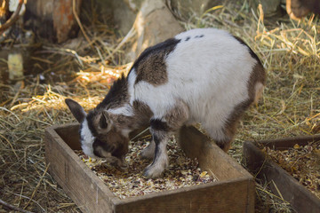 Naklejka na ściany i meble goats in the farm