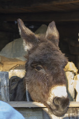 Fototapeta premium ass in the farm