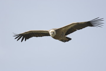 Griffon Vulture (Gyps fulvus)