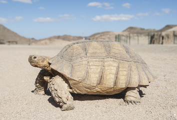 Large tortoise walking in the desert