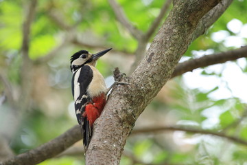 Fototapeta premium Woodpecker
