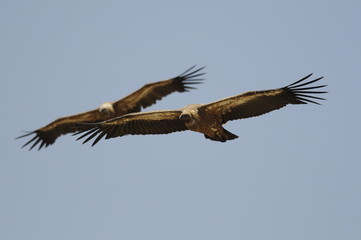 Griffon Vulture (Gyps fulvus)