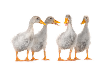 duck