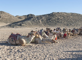 Herd of dromedary camels in the desert