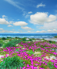 colorful flowers by Platamona shore