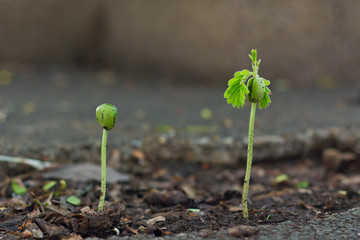 Tamarind sprout