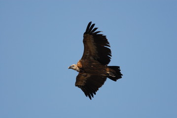 Griffon Vulture (Gyps fulvus)