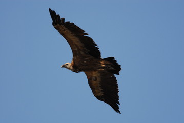 Griffon Vulture (Gyps fulvus)