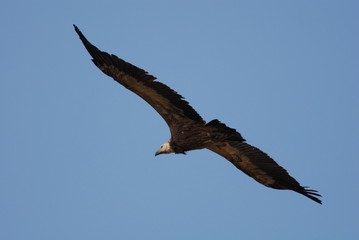 Griffon Vulture (Gyps fulvus)