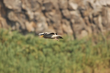 Egyptian Vulture (Neophron percnopterus)