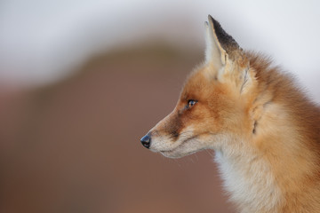 Close-up fox