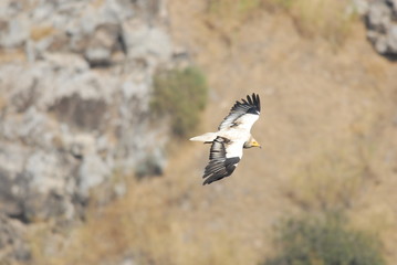 Egyptian Vulture (Neophron percnopterus)