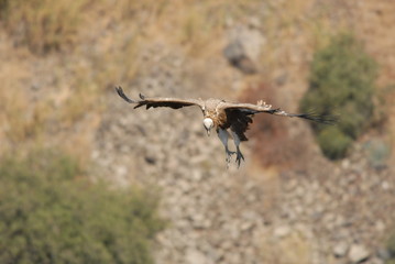 Griffon Vulture (Gyps fulvus)