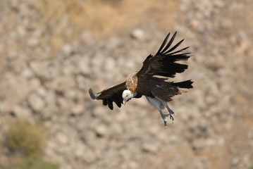 Fototapeta premium Griffon Vulture (Gyps fulvus)