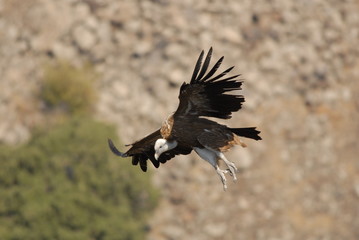 Griffon Vulture (Gyps fulvus)