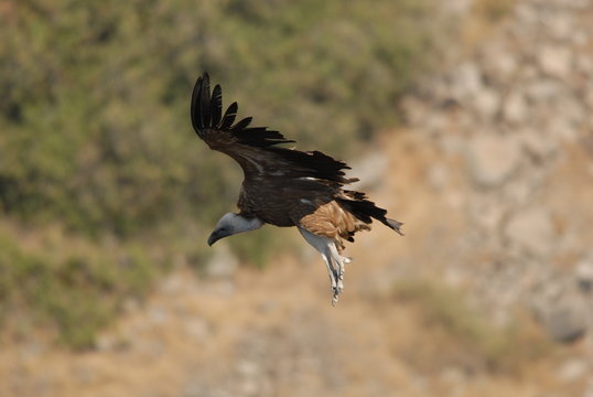 Griffon Vulture (Gyps fulvus)