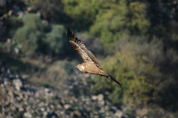 Griffon Vulture (Gyps fulvus)
