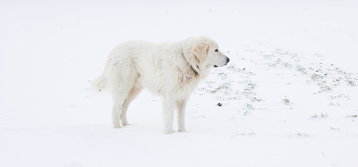 Pastore  maremmano sulla neve