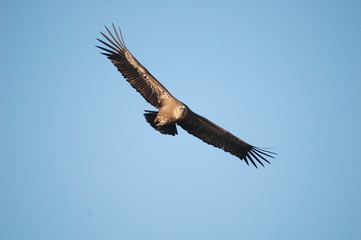 Griffon Vulture (Gyps fulvus)