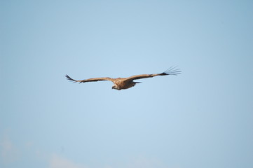 Griffon Vulture (Gyps fulvus)