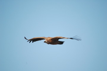 Griffon Vulture (Gyps fulvus)