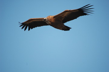 Griffon Vulture (Gyps fulvus)