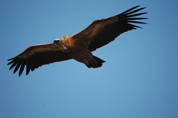 Griffon Vulture (Gyps fulvus)