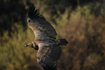 Griffon Vulture (Gyps fulvus)