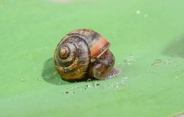 Snail on a green leaf