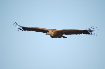 Griffon Vulture (Gyps fulvus)