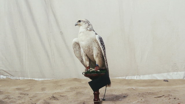 Gyr falcon on perch in the sand in front of canvas tent