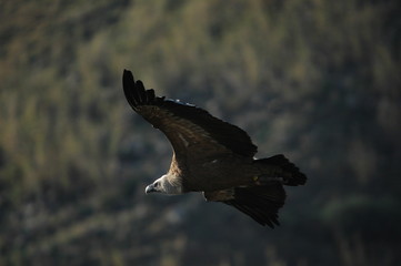 Griffon Vulture (Gyps fulvus)