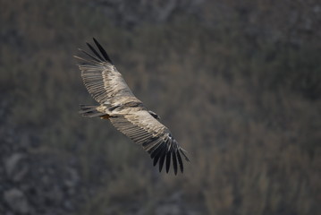 Griffon Vulture (Gyps fulvus)