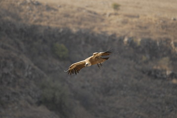 Griffon Vulture (Gyps fulvus)