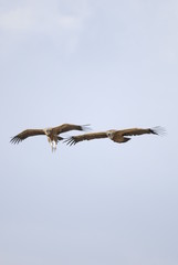 Griffon Vulture (Gyps fulvus)