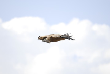 Griffon Vulture (Gyps fulvus)